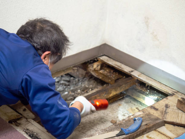 Best Best Mold Removal Companies  in Marlow Heights, MD
