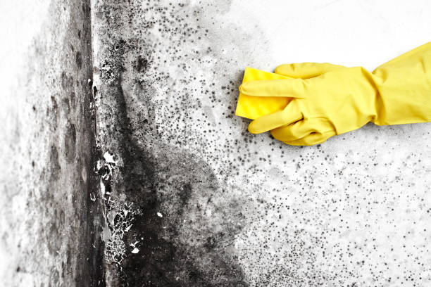Best Affordable Mold Removal  in Marlow Heights, MD