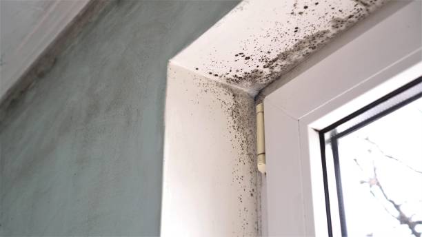Best Home Mold Removal  in Marlow Heights, MD
