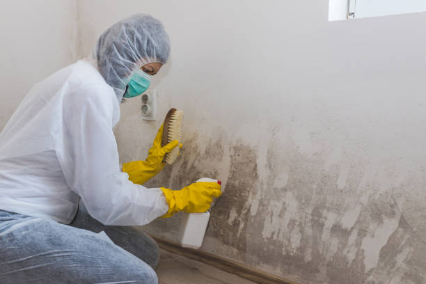 Best Residential Mold Removal  in Marlow Heights, MD