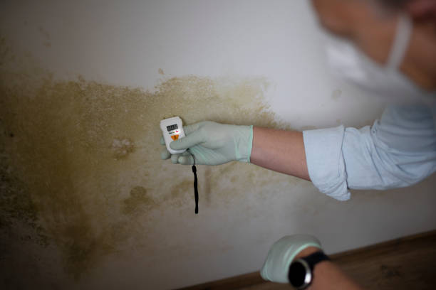 Home Mold Removal in Marlow Heights, MD