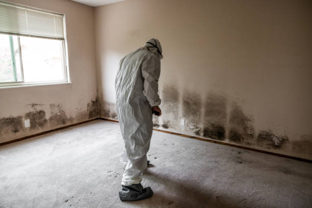 Best Toxic Mold Removal  in Marlow Heights, MD