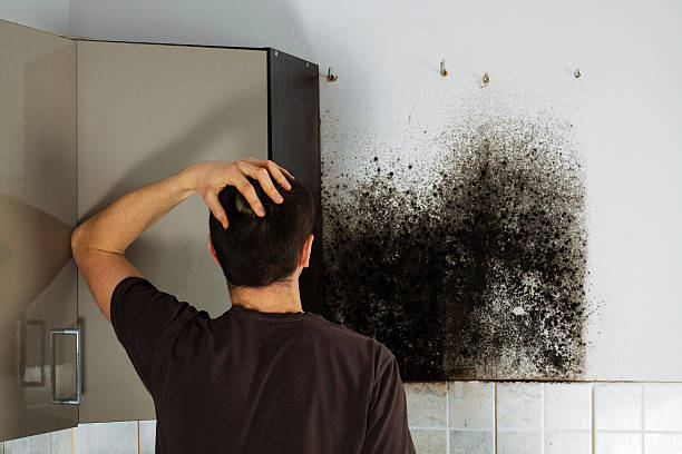 Best Commercial Mold Removal  in Marlow Heights, MD