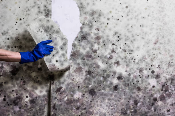 Best Mold Testing  in Marlow Heights, MD