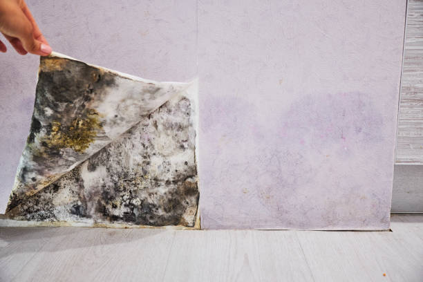 Marlow Heights, MD Mold Removal Company